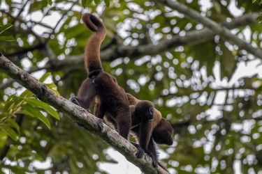 AI6I3575 Red Howler Monkey Yasuni Amazon Ecuador