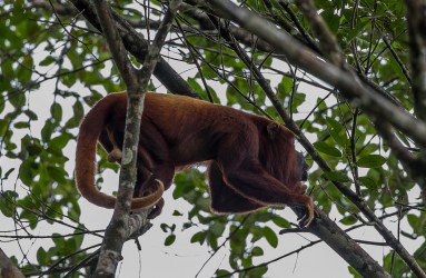 AI6I3605 Red Howler Monkey Yasuni Amazon Ecuador