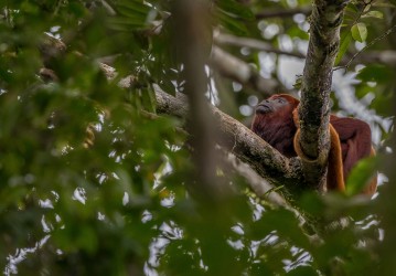 AI6I3619 Red Howler Monkey Yasuni Amazon Ecuador