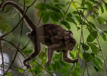 AI6I3677 White fronted Capuchin Monkey Yasuni Amazon Ecuador