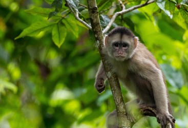 AI6I3704 White fronted Capuchin Monkey Yasuni Amazon Ecuador