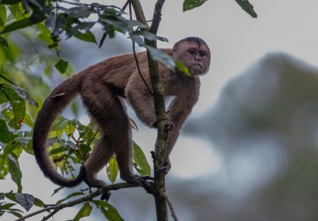 AI6I3743 White fronted Capuchin Monkey Yasuni Amazon Ecuador
