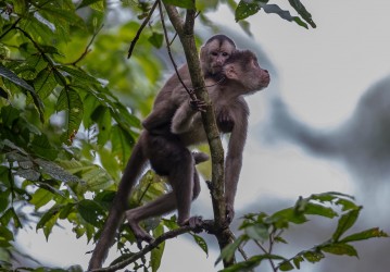 AI6I3752 White fronted Capuchin Monkey Yasuni Amazon Ecuador