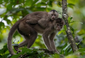 AI6I3794 White fronted Capuchin Monkey Yasuni Amazon Ecuador