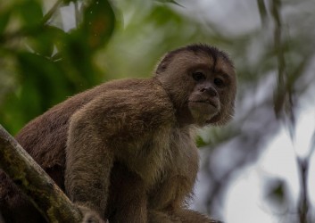 AI6I3843 White fronted Capuchin Monkey Yasuni Amazon Ecuador