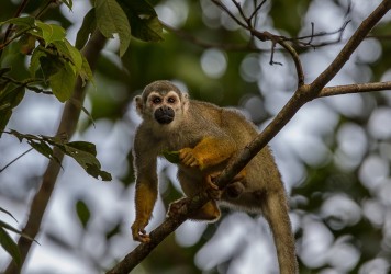 AI6I4187 White fronted Capuchin Monkey Yasuni Amazon Ecuador