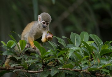 AI6I4268 White fronted Capuchin Monkey Yasuni Amazon Ecuador