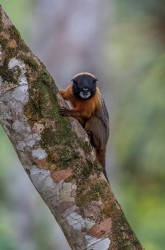 AI6I4590 Golden mantle Tamarin Monkey Yasuni Amazon Ecuador