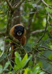 AI6I4627 Golden mantle Tamarin Monkey Yasuni Amazon Ecuador