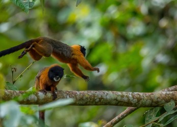 AI6I4638 Golden mantle Tamarin Monkey Yasuni Amazon Ecuador