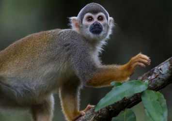 AI6I4773 Common Squirrel Monkey Yasuni Amazon Ecuador