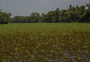 8R2A0632 Backwaters Kerala South india