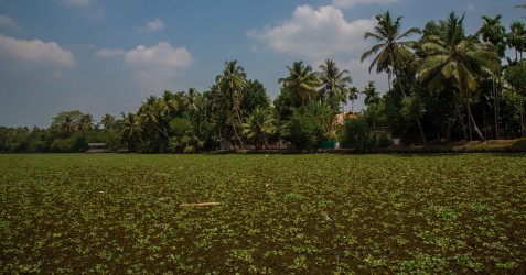 8R2A0633 Backwaters Kerala South india
