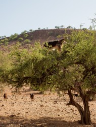 8R2A7722 Goat on a tree Anti Atlas Morocco
