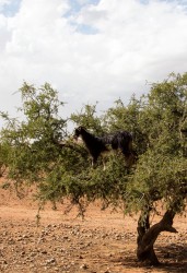 8R2A7732 Goat on a tree Anti Atlas Morocco