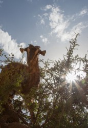 8R2A7735 Goat on a tree Anti Atlas Morocco