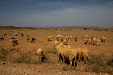 8R2A8321 Herd of Cheeps South Morocco