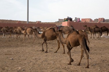 8R2A8401 Camel Market Tan Tan South Morocco