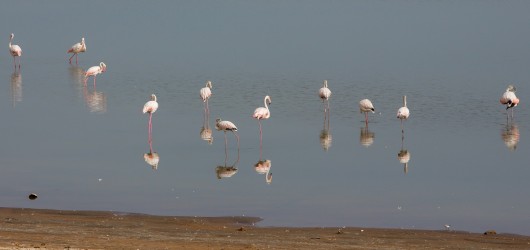 8R2A8431 Flamingo Lagoon Atlantic Coast West Sahara South Morocco