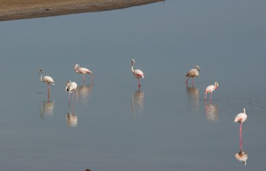 8R2A8432 Flamingo Lagoon Atlantic Coast West Sahara South Morocco