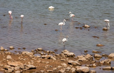 8R2A8519 Flamingo Lagoon Atlantic Coast West Sahara South Morocco