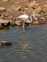 8R2A8524 Flamingo Lagoon Atlantic Coast West Sahara South Morocco