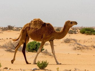 8R2A8626 Camel Desert West Sahara South Morocco