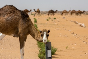 8R2A8630 Camel Desert West Sahara South Morocco
