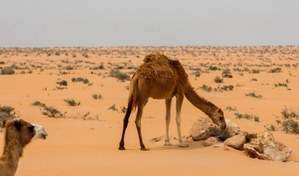 8R2A8631 Camel Desert West Sahara South Morocco