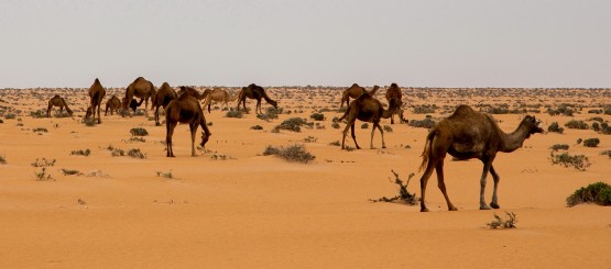 8R2A8638 Camel Desert West Sahara South Morocco