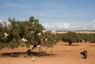 8R2A9821 Cheeps and Goats Essaouira Atlantic Coast Morocco