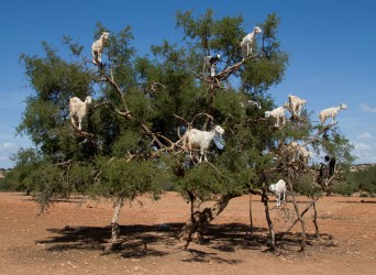 8R2A9827 Cheeps and Goats Essaouira Atlantic Coast Morocco