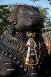 8R2A9975 Nandi Bull Mysore Karnataka South india