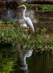 8R2A0560 Great Egret Backwaters Kerala South india