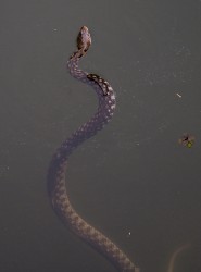 8R2A0755 Water Snake Backwaters Kerala South india