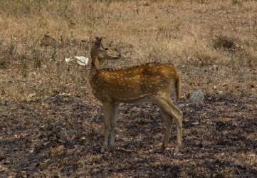 8R2A6209 Axis Deer Bandipur NP Karnataka South india