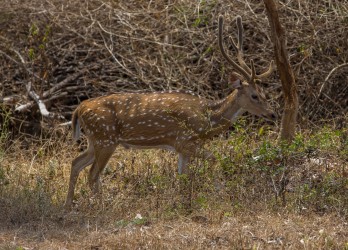 8R2A6217 Axis Deer Bandipur NP Karnataka South india