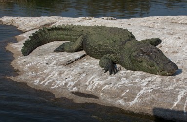 8R2A9914 Crocodile Goa West india