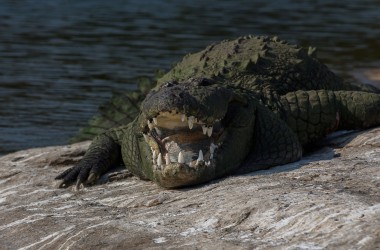 8R2A9915 Crocodile Goa West india