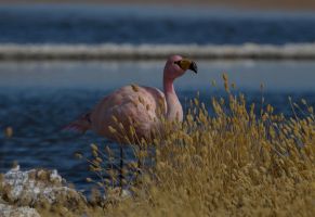 AI6I5791 Flamingo Laguna Canapa Altiplano Bolivia
