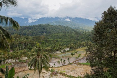 8R2A1006 Rice Fields Sumatra Indonesia