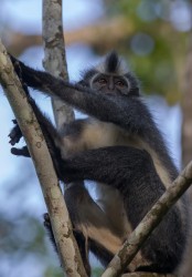 7P8A0865 Thomas Leaf Monkey Gunung Leuser NP North Sumatra Indonesia