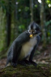 7P8A0937 Thomas Leaf Monkey Gunung Leuser NP North Sumatra Indonesia