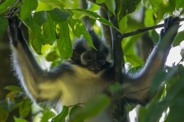 7P8A0968 Thomas Leaf Monkey Gunung Leuser NP North Sumatra Indonesia