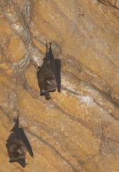 7P8A1574 Bats Gunung Leuser NP North Sumatra Indonesia