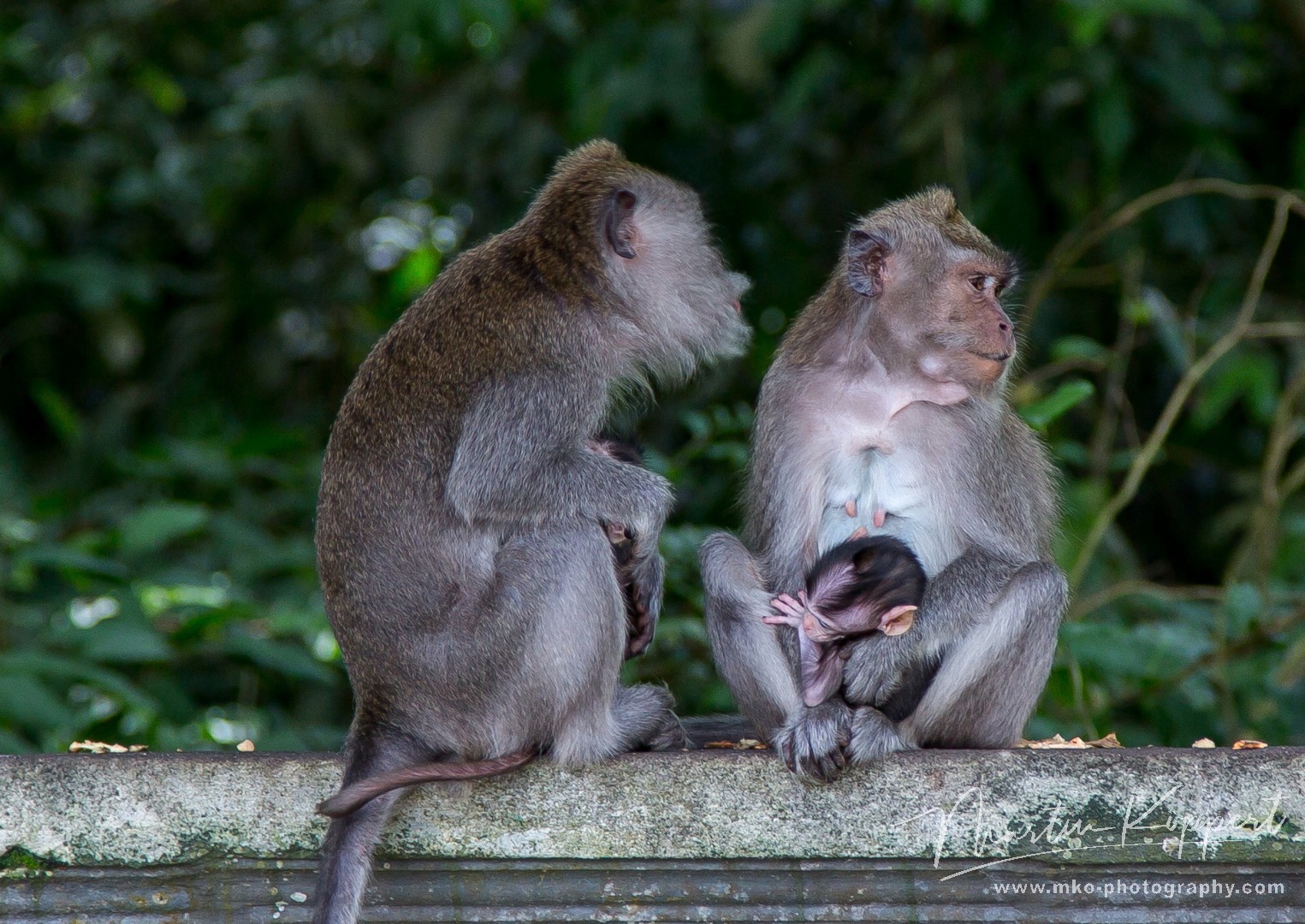 8R2A0249 Monkey Pura Alas Kedaton Temple Blayu Central Bali Indonesia