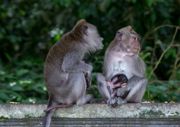 8R2A0249 Monkey Pura Alas Kedaton Temple Blayu Central Bali Indonesia