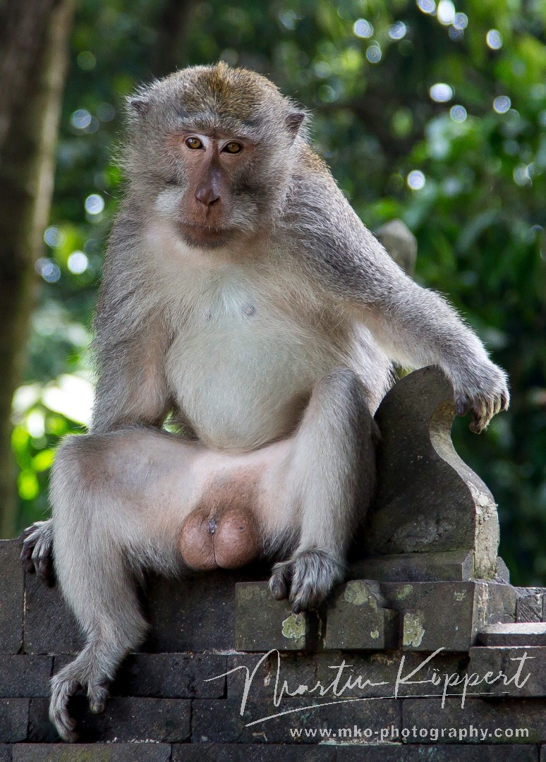8R2A0255 Monkey Pura Alas Kedaton Temple Blayu Central Bali Indonesia