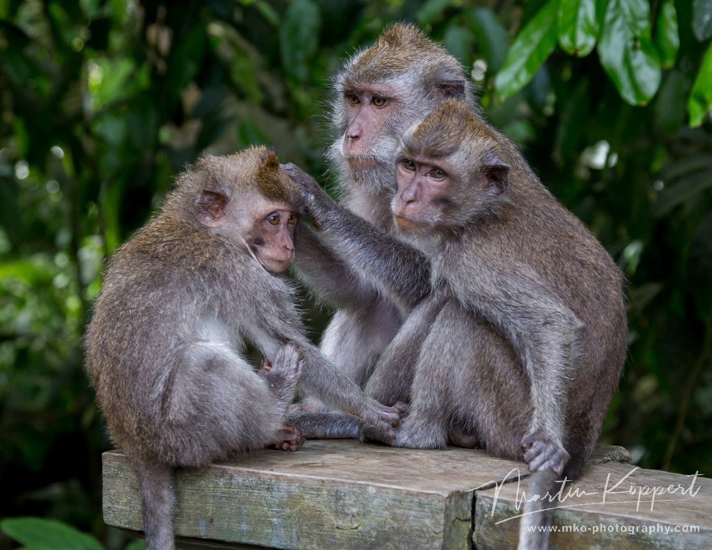 8R2A0273 Monkey Pura Alas Kedaton Temple Blayu Central Bali Indonesia