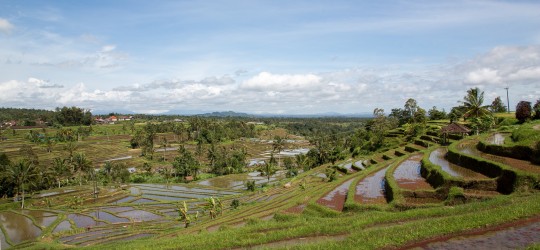 8R2A0411 Rice Terraces Jatiluih Central Bali Indonesia